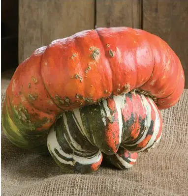 sementes de abobora turbante turca abobora chapeu mexicano 2 e1496327886470