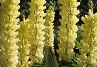 sementes de lupino amarelo 2 3 e1496364763603