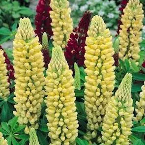 sementes de lupino amarelo 2 4 e1496364709877