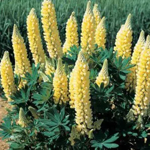 sementes de lupino amarelo 2 5 e1496364626994