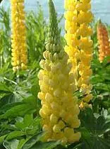 sementes de lupino amarelo 2 6 e1496364601147
