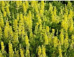 sementes de lupino amarelo 2 8 e1496364569303