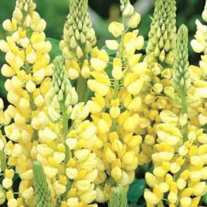 sementes de lupino amarelo 2 e1496364916310