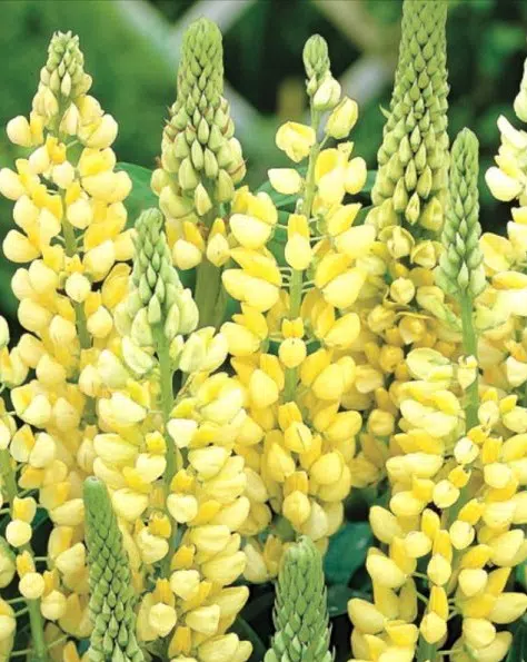 sementes de lupino amarelo 2 e1496364916310