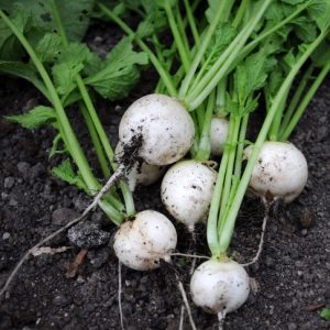 sementes de rabanete branco 9094 e1496364426349