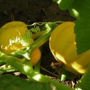 abobora mini jack organico 7 sementes 2 10 e1495990975941