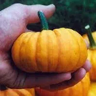 abobora mini jack organico 7 sementes 2 12 e1495990554422