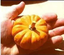 abobora mini jack organico 7 sementes 2 13 e1495990583912