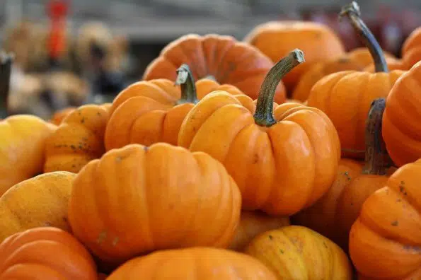 abobora mini jack organico 7 sementes 2 14 e1495990735135