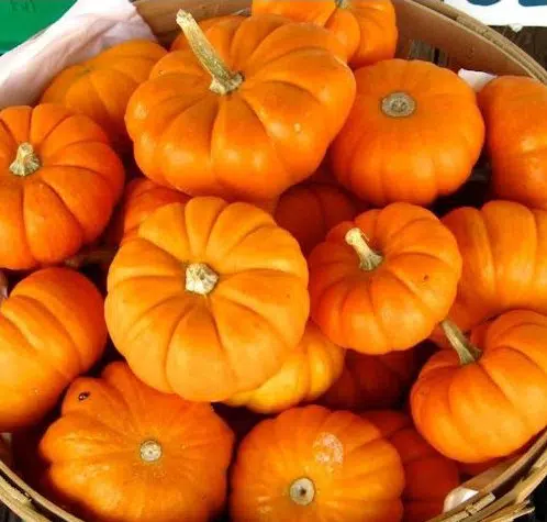 abobora mini jack organico 7 sementes 2 15 e1495990608440