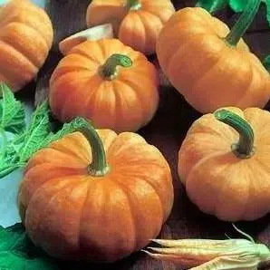 abobora mini jack organico 7 sementes 2 4 e1495990927447