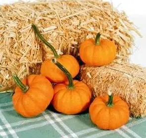 abobora mini jack organico 7 sementes 2 6 e1495990955376