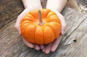 abobora mini jack organico 7 sementes 2 7 e1495990856979