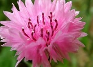 centaurea rosa 20 sementes 0727 e1496275753634