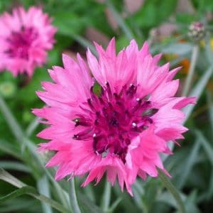 centaurea rosa 20 sementes 2 4 e1496275579123