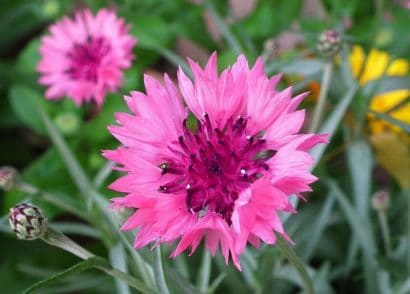 centaurea rosa 20 sementes 2 4 e1496275579123