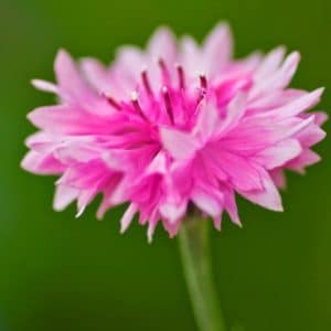 centaurea rosa 20 sementes 2 e1496275727514