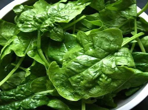 comprar sementes organicas de espinafre bloomsdale 2 12 e1495314159511