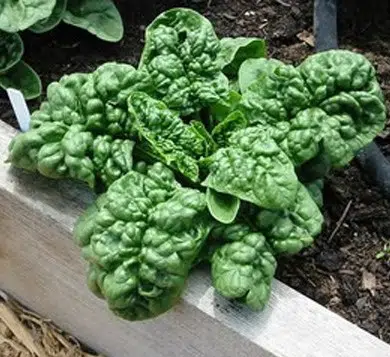 comprar sementes organicas de espinafre bloomsdale 2 4 e1495989386383