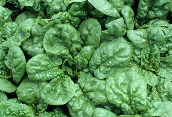 comprar sementes organicas de espinafre bloomsdale 2 8 e1495989279851