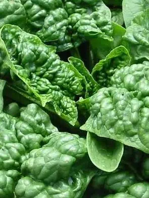 comprar sementes organicas de espinafre bloomsdale 2 9 e1495314282541