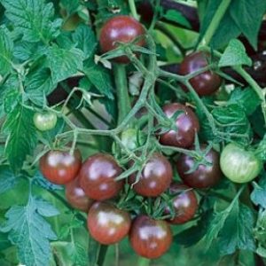 comprar sementes organicas de tomate black cherry 2 11 e1495137542560