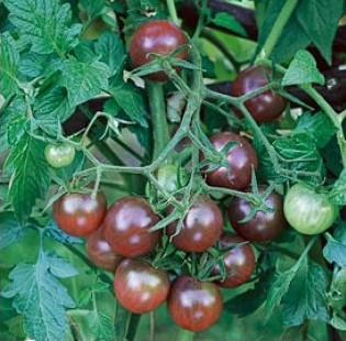 comprar sementes organicas de tomate black cherry 2 11 e1495137542560