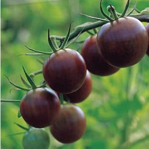 comprar sementes organicas de tomate black cherry 2 12 e1495137523450