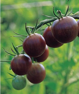 comprar sementes organicas de tomate black cherry 2 12 e1495137523450