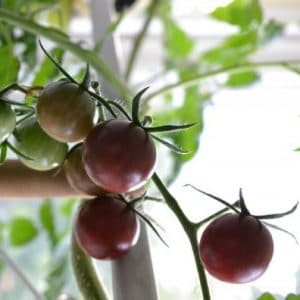 comprar sementes organicas de tomate black cherry 2 13 e1495137503142
