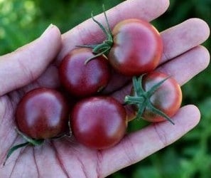 Comprar Sementes Orgânicas de Tomate Black Cherry