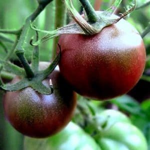 comprar sementes organicas de tomate black cherry 2 17 e1495137414852