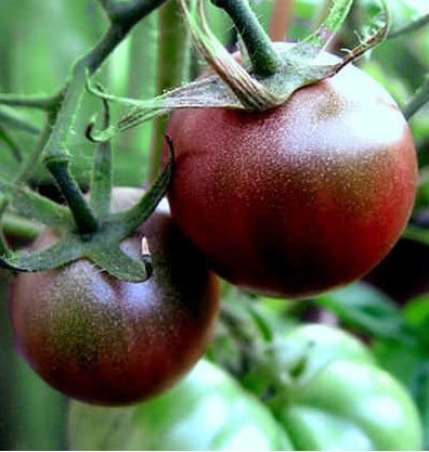 comprar sementes organicas de tomate black cherry 2 17 e1495137414852