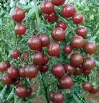 comprar sementes organicas de tomate black cherry 2 18 e1495137396213