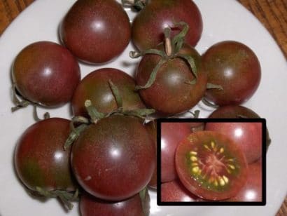 comprar sementes organicas de tomate black cherry 2 19 e1495137370164