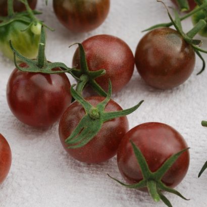 comprar sementes organicas de tomate black cherry 2 20