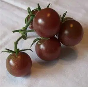 comprar sementes organicas de tomate black cherry 2 4 e1495137705791