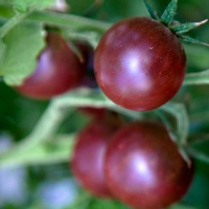comprar sementes organicas de tomate black cherry 2 5