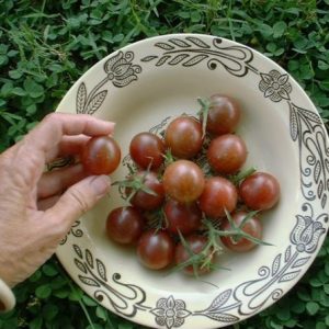 comprar sementes organicas de tomate black cherry 2 6 e1495137673969