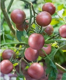 comprar sementes organicas de tomate black cherry 2 9 e1495137589140