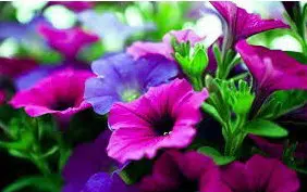sementes da flor morning glory sortida 2 10 e1496274188801