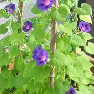 sementes da flor morning glory sortida 2 11 e1496273952153