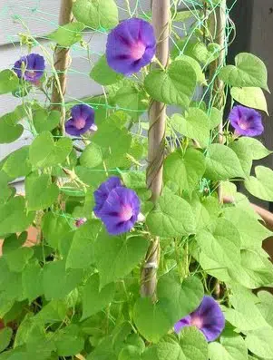 sementes da flor morning glory sortida 2 11 e1496273952153