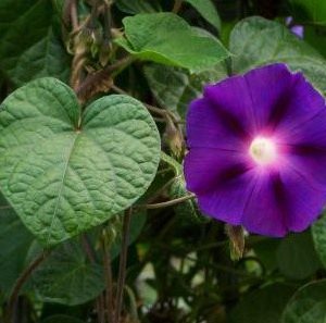 sementes da flor morning glory sortida 2 12 e1496273978982