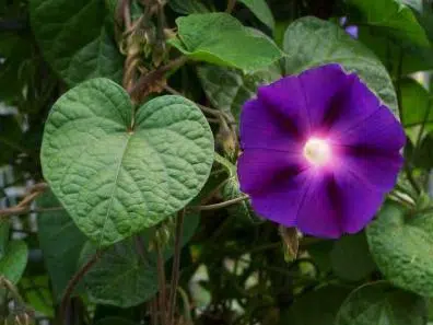 sementes da flor morning glory sortida 2 12 e1496273978982