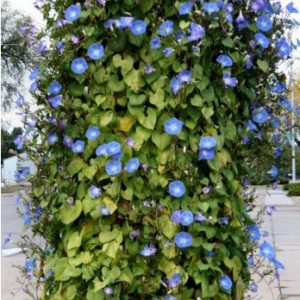 sementes da flor morning glory sortida 2 13 e1496274002132