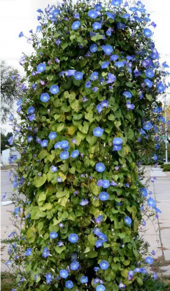 sementes da flor morning glory sortida 2 13 e1496274002132