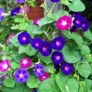 sementes da flor morning glory sortida 2 14 e1496274024208