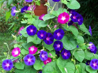 sementes da flor morning glory sortida 2 14 e1496274024208