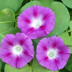 sementes da flor morning glory sortida 2 16 e1496274073170